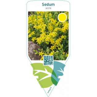 Sedum acre