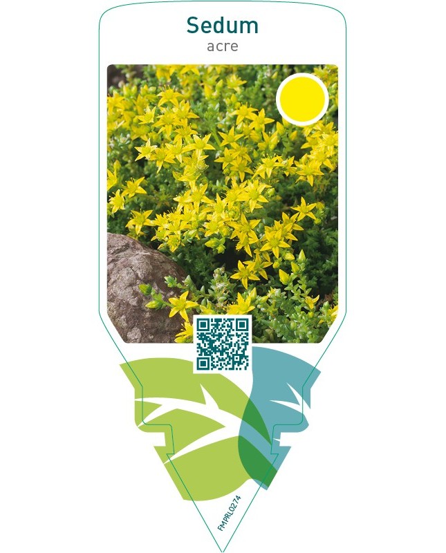 Sedum acre