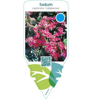 Sedum cauticola ‘Lidakense’