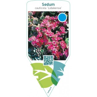 Sedum cauticola ‘Lidakense’