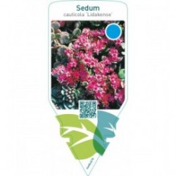 Sedum cauticola ‘Lidakense’