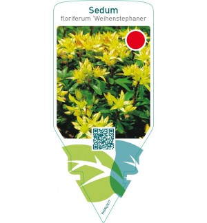 Sedum floriferum ‘Weihenstephaner Gold’