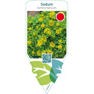 Sedum kamtschaticum