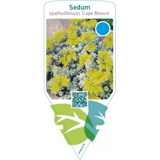 Sedum spathulifolium ‘Cape Blanco’