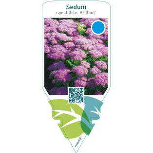 Sedum spectabile ‘Brillant’