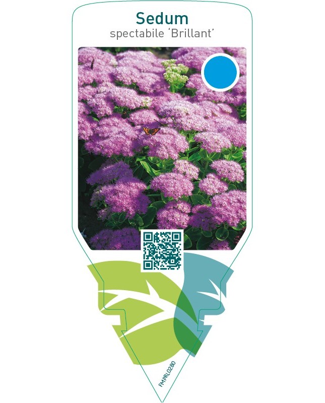 Sedum spectabile ‘Brillant’