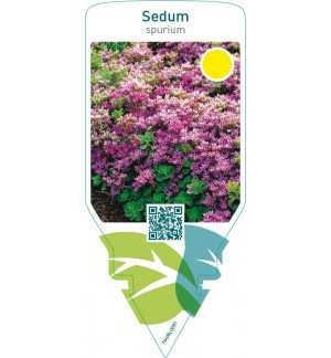 Sedum spurium  red