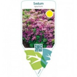 Sedum spurium  red