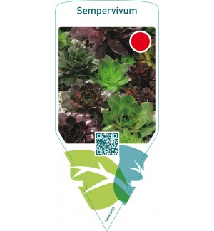 Sempervivum  mix