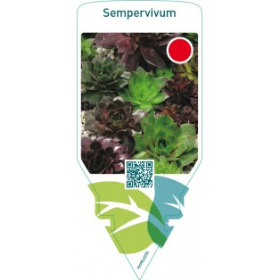 Sempervivum  mix