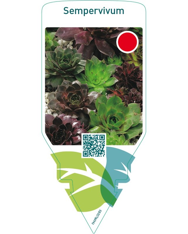 Sempervivum  mix
