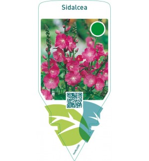 Sidalcea  red