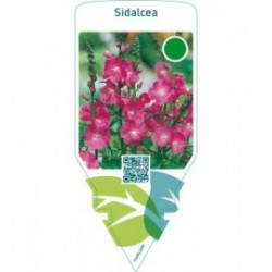 Sidalcea  red