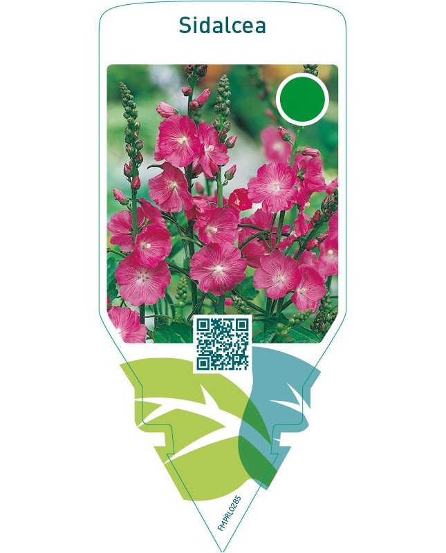 Sidalcea  red
