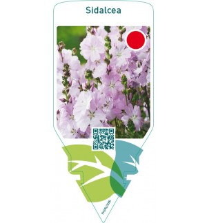 Sidalcea  pink