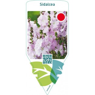 Sidalcea  pink