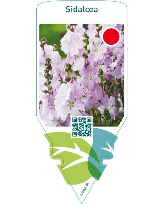 Sidalcea  pink