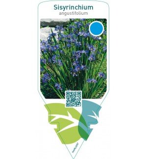 Sisyrinchium angustifolium