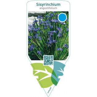 Sisyrinchium angustifolium