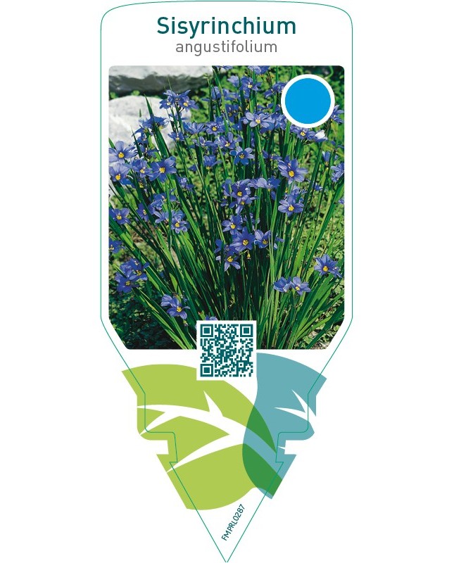 Sisyrinchium angustifolium