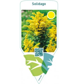 Solidago  tall