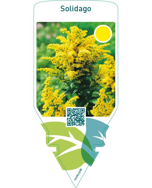 Solidago  tall