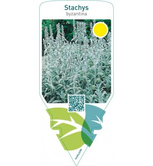 Stachys byzantina
