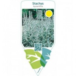Stachys byzantina