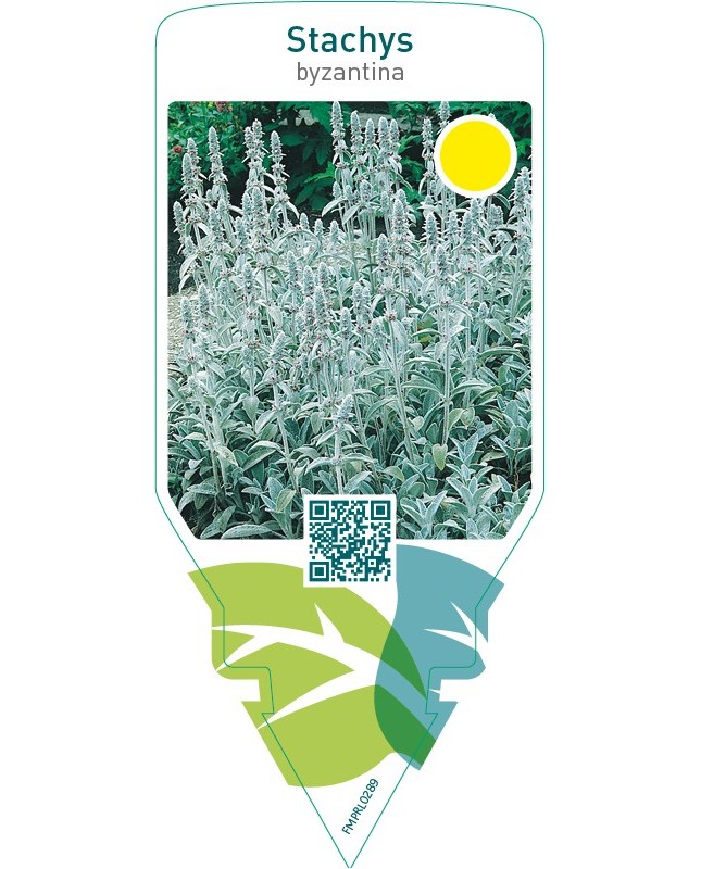 Stachys byzantina