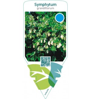 Symphytum grandiflorum