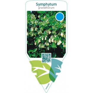 Symphytum grandiflorum