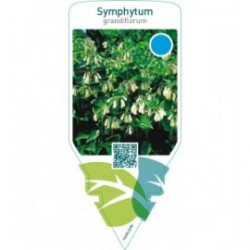 Symphytum grandiflorum