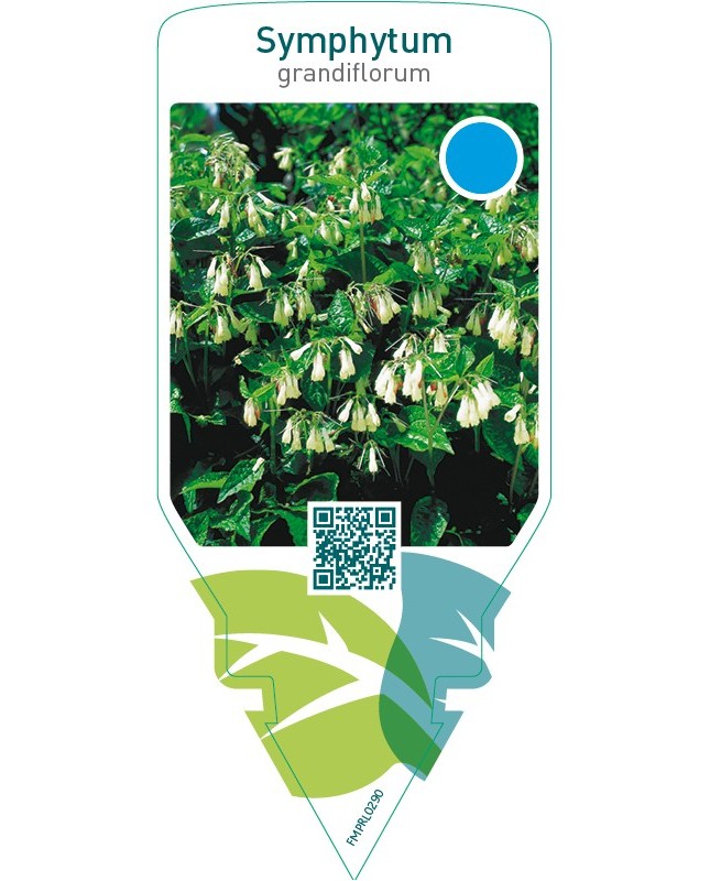 Symphytum grandiflorum