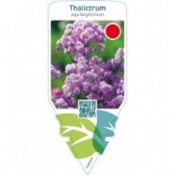 Thalictrum aquilegifolium