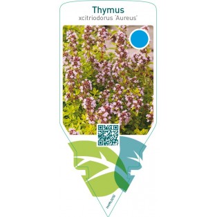 Thymus citriodorus ‘Aureus’