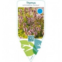 Thymus citriodorus ‘Aureus’