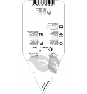Etichette di Thymus citriodorus ‘Aureus’ *