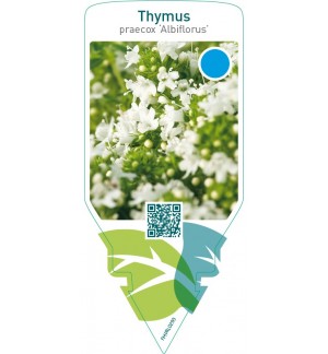 Thymus praecox ‘Albiflorus’