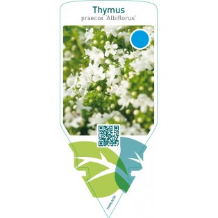 Thymus praecox ‘Albiflorus’