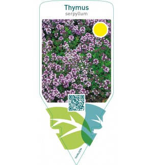 Thymus serpyllum  pink