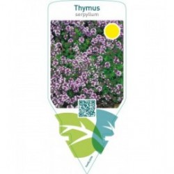 Thymus serpyllum  pink
