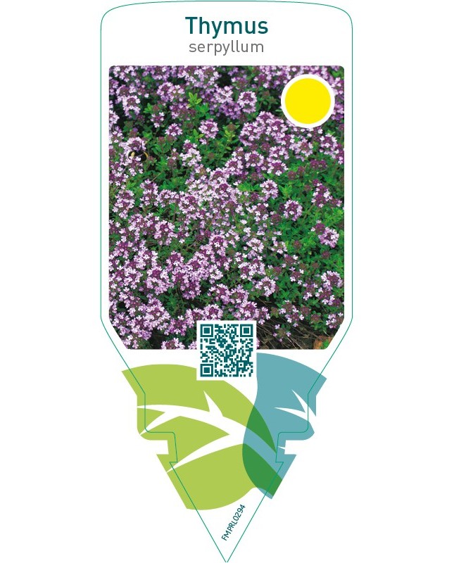 Thymus serpyllum  pink