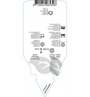 Etichette di Thymus serpyllum  pink *