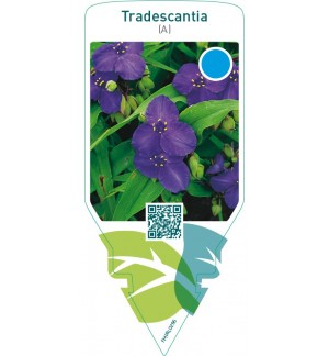 Tradescantia (A)  dark blue