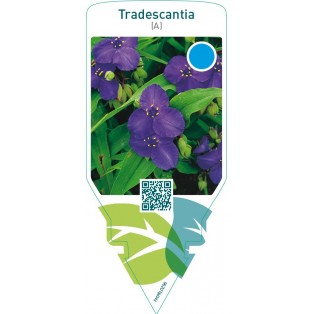 Tradescantia (A)  dark blue