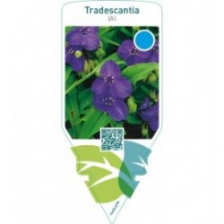 Tradescantia (A)  dark blue