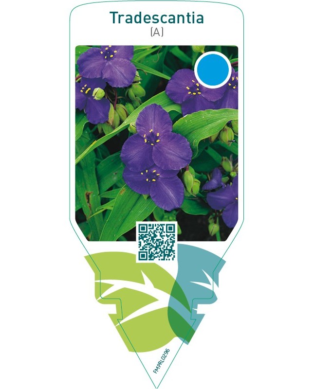Tradescantia (A)  dark blue