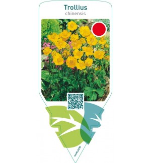 Trollius chinensis