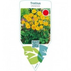 Trollius chinensis