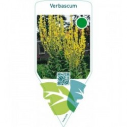 Verbascum  yellow